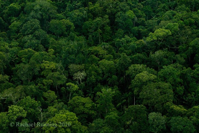 Medicinal Secrets of the Amazon Rainforest Amazon Aid