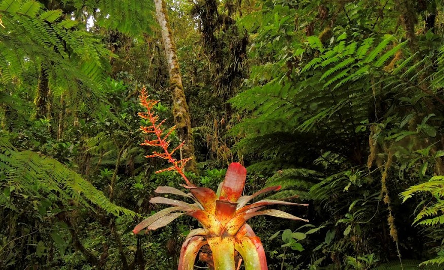 Imagining what it's like to be in the Amazon! Amazon Aid