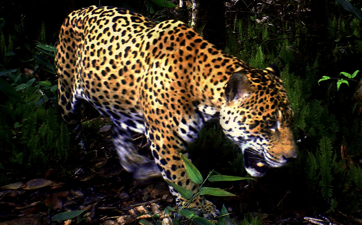Jaguar Amazon Aid