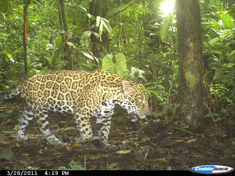Ecuador's Jaguars Threatened by Oil Drilling Amazon Aid