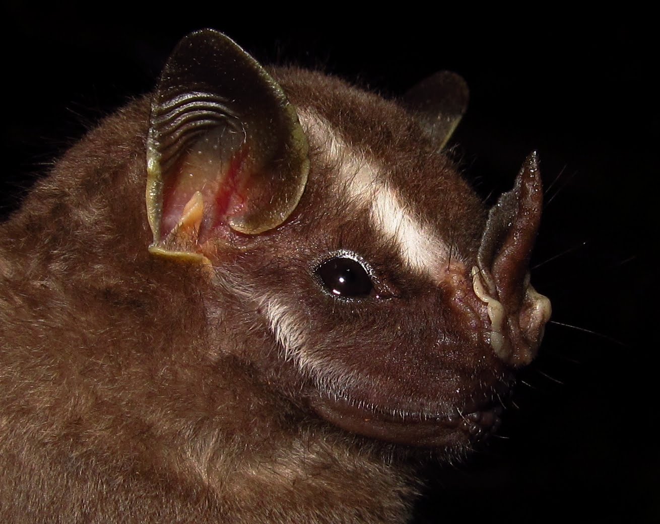 The Amazon and Disease how rainforests protect our health Amazon Aid