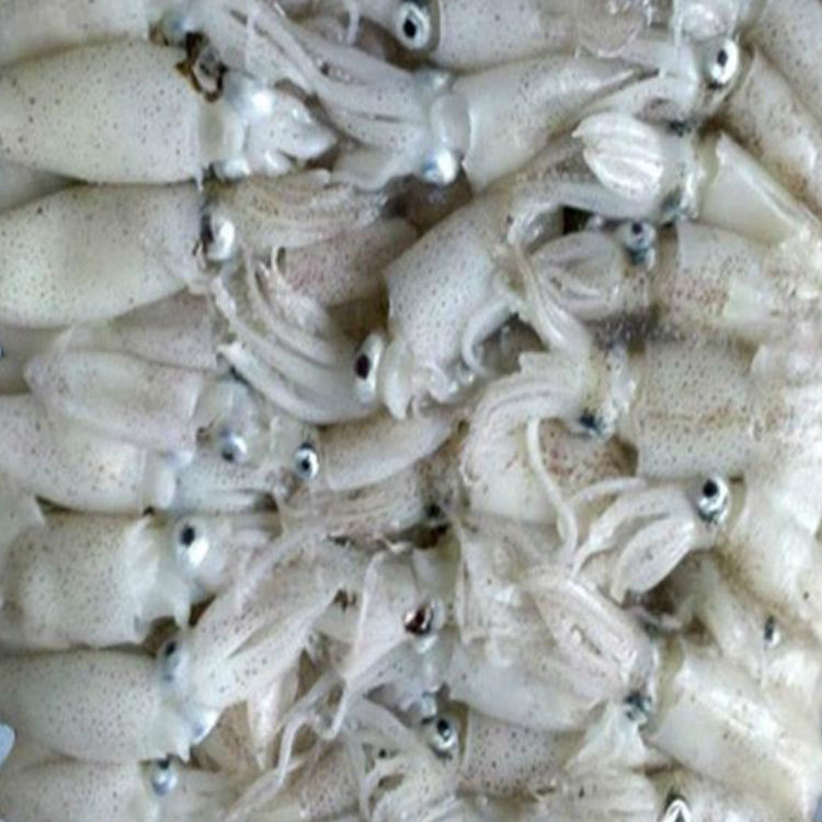 Frozen Squid Bait Amazonas Outdoor