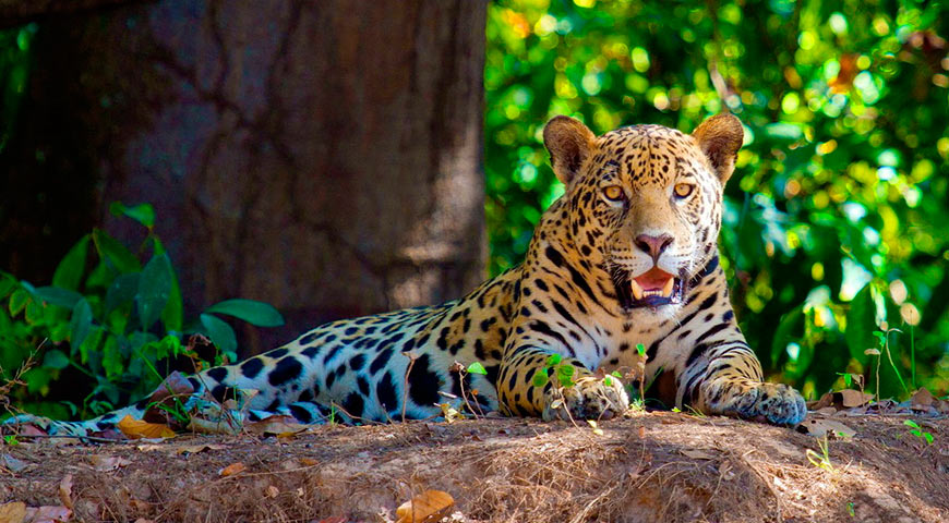 34 Rainforest Animals Images ideas Pinterest