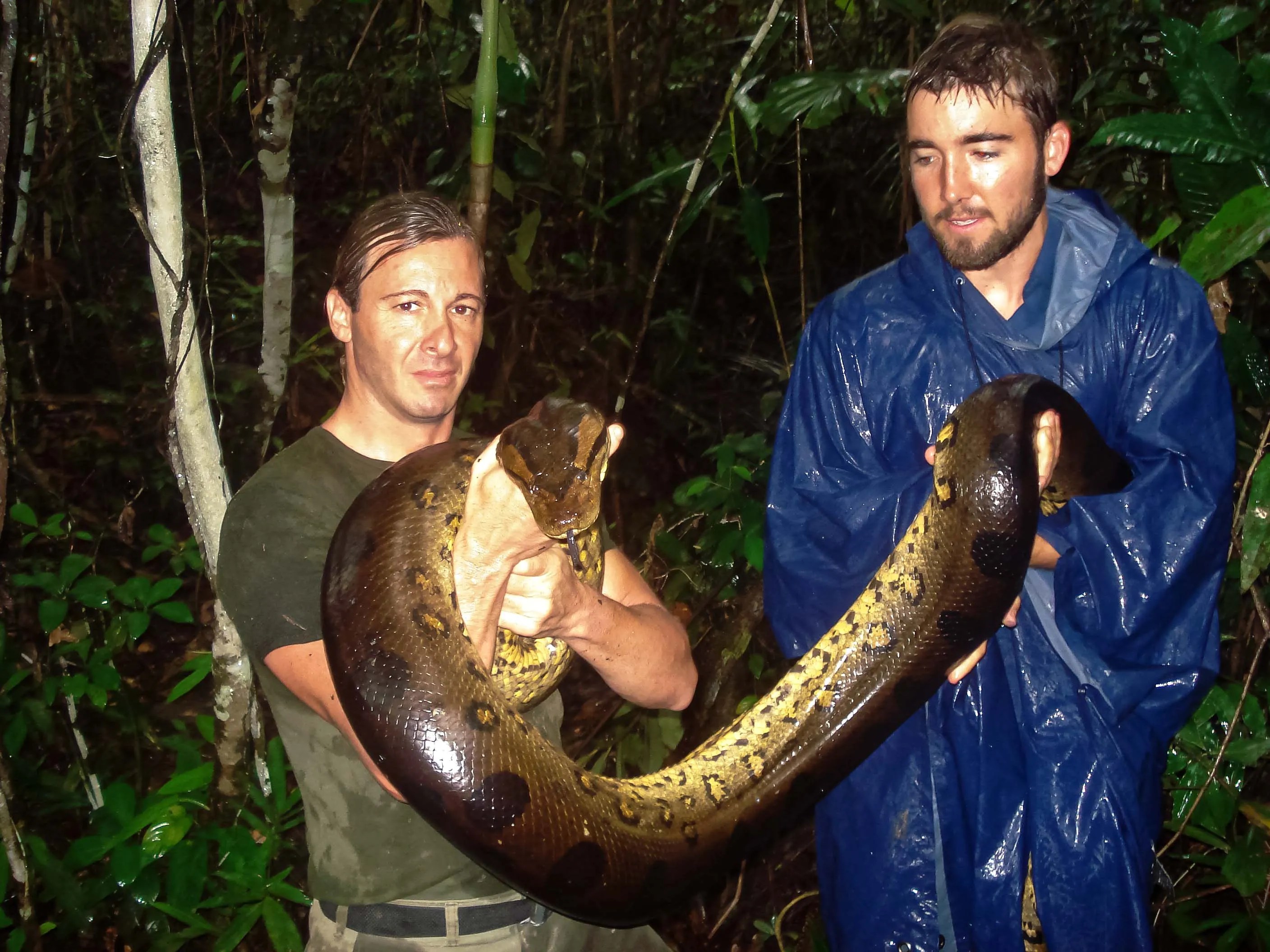 Most Dangerous Animals in The Amazon Rainforest Part 1 Amazon Explorer