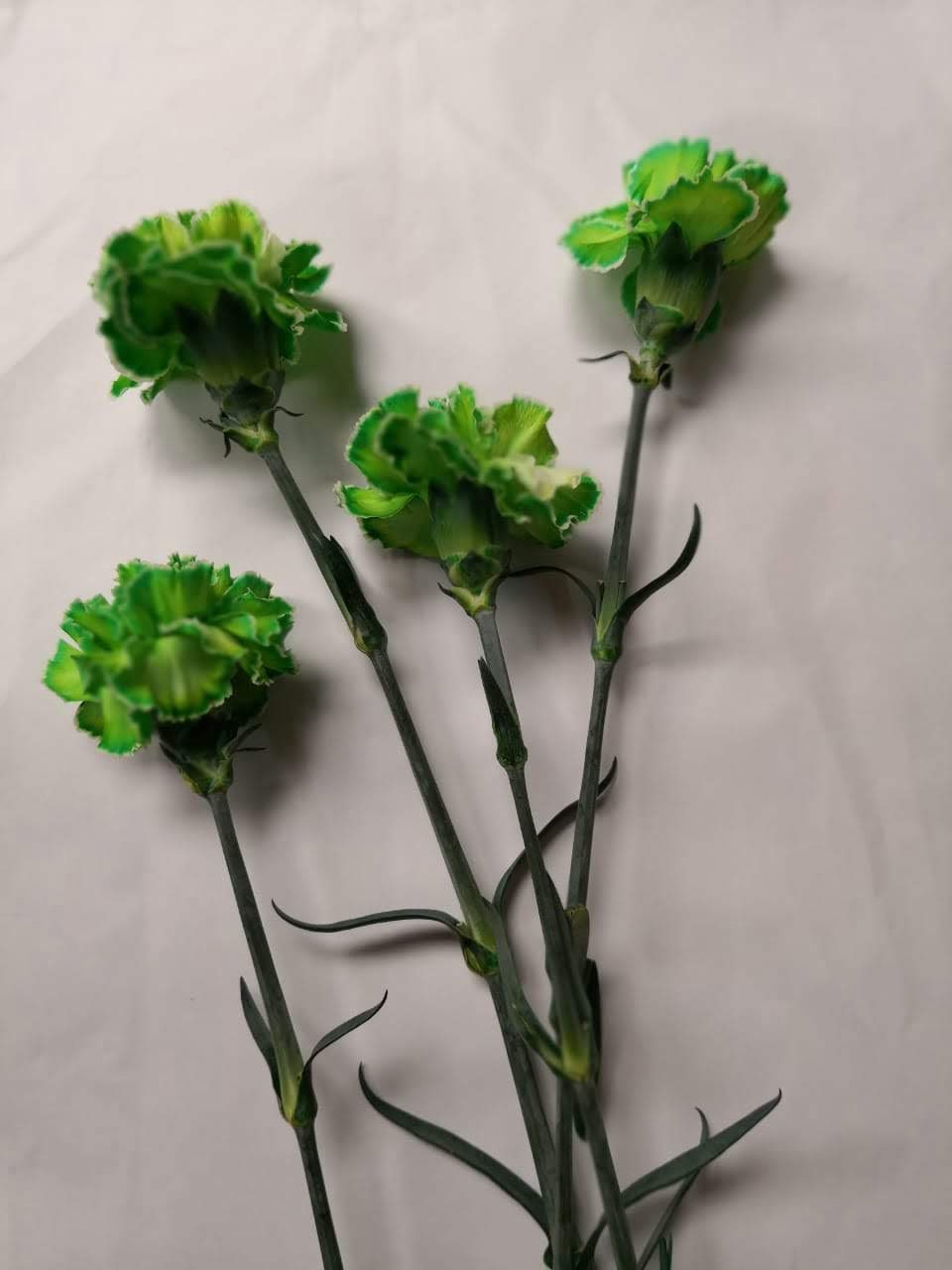 Tinted Green Carnation Amazon Flowers
