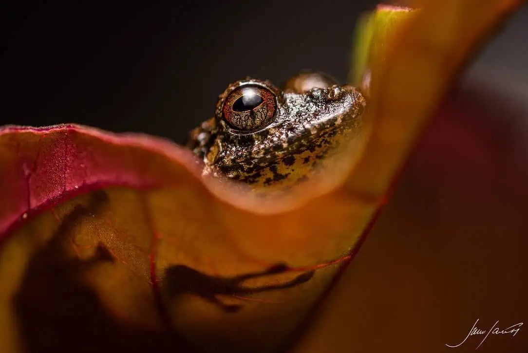 Sumak Kawsay "In situ" Amazonia Explorer