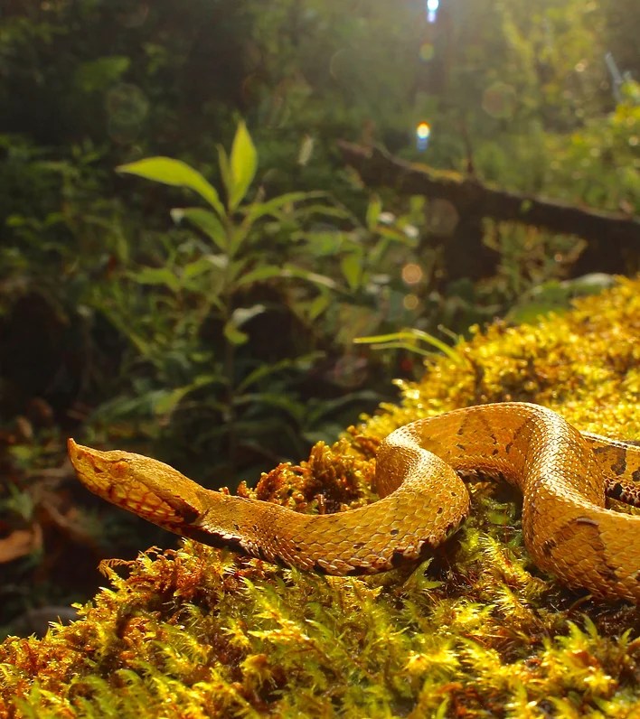 Sumak Kawsay "In situ" Amazonia Explorer