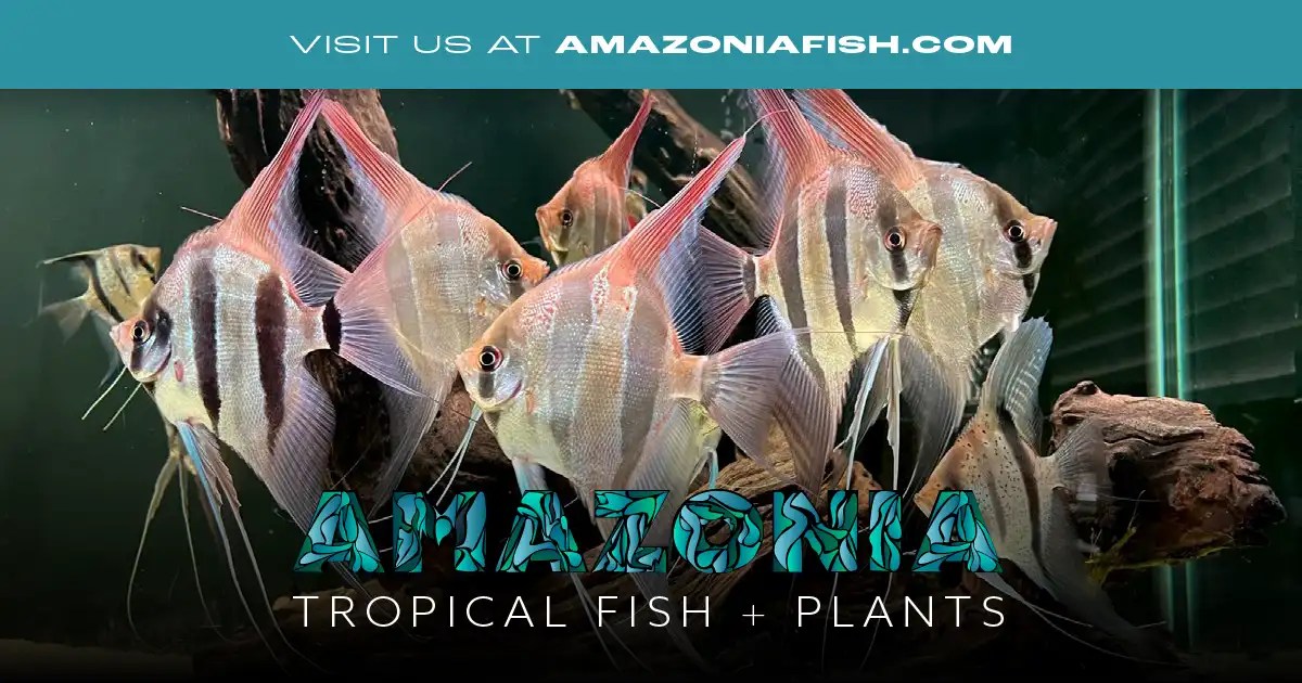 Amazonia Tropical Fish & Plants Amazonia Tropical Fish & Plants