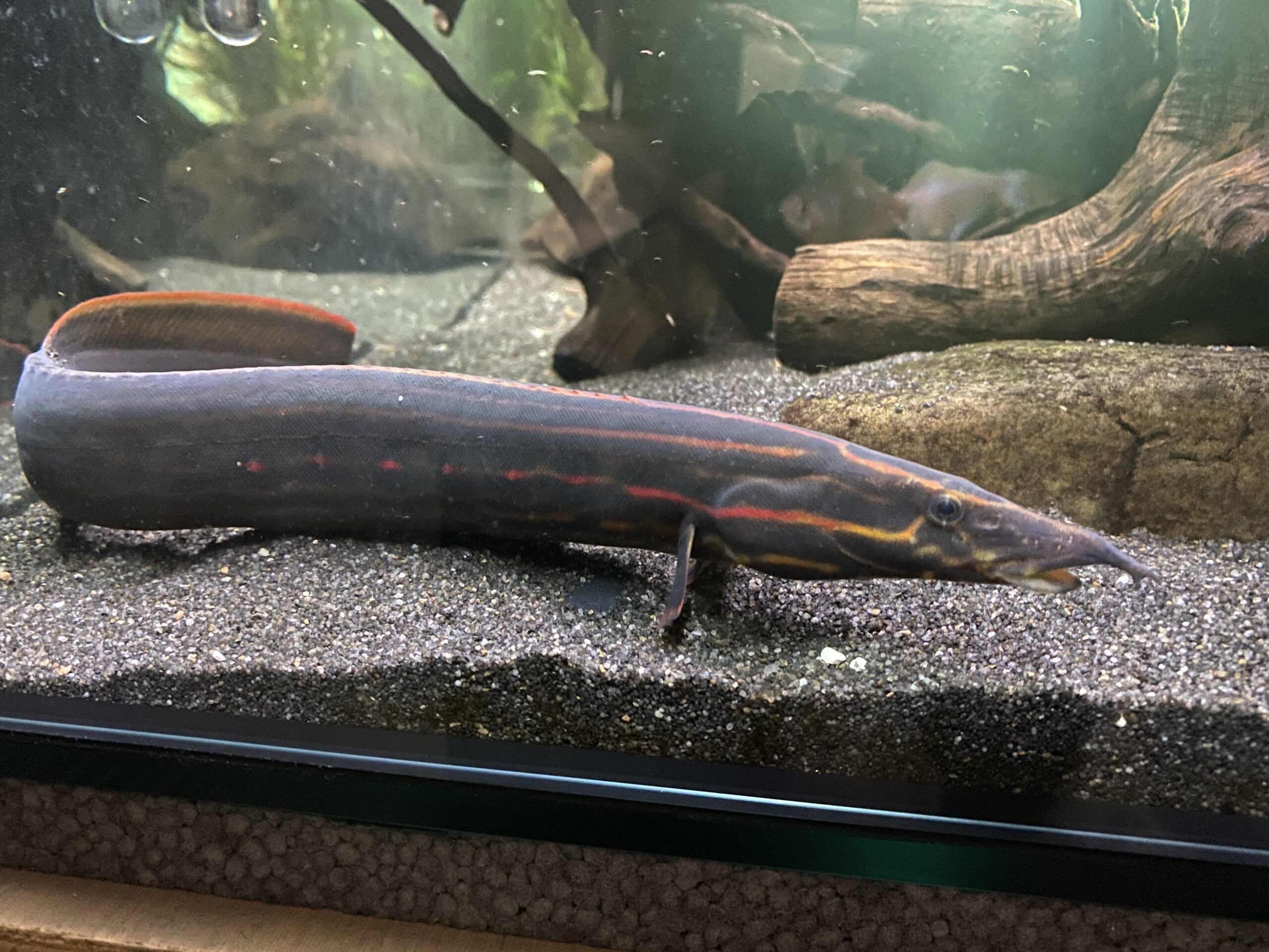Fire Eel Tank