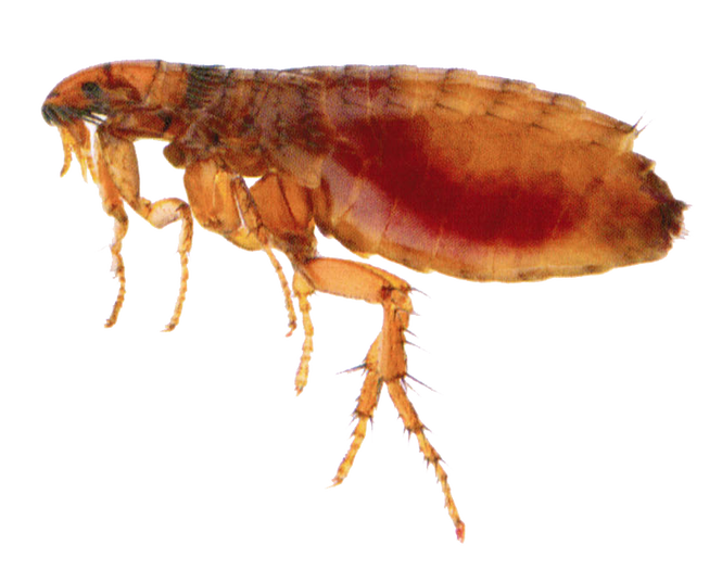 Fleas Pest Control Amazon Pest