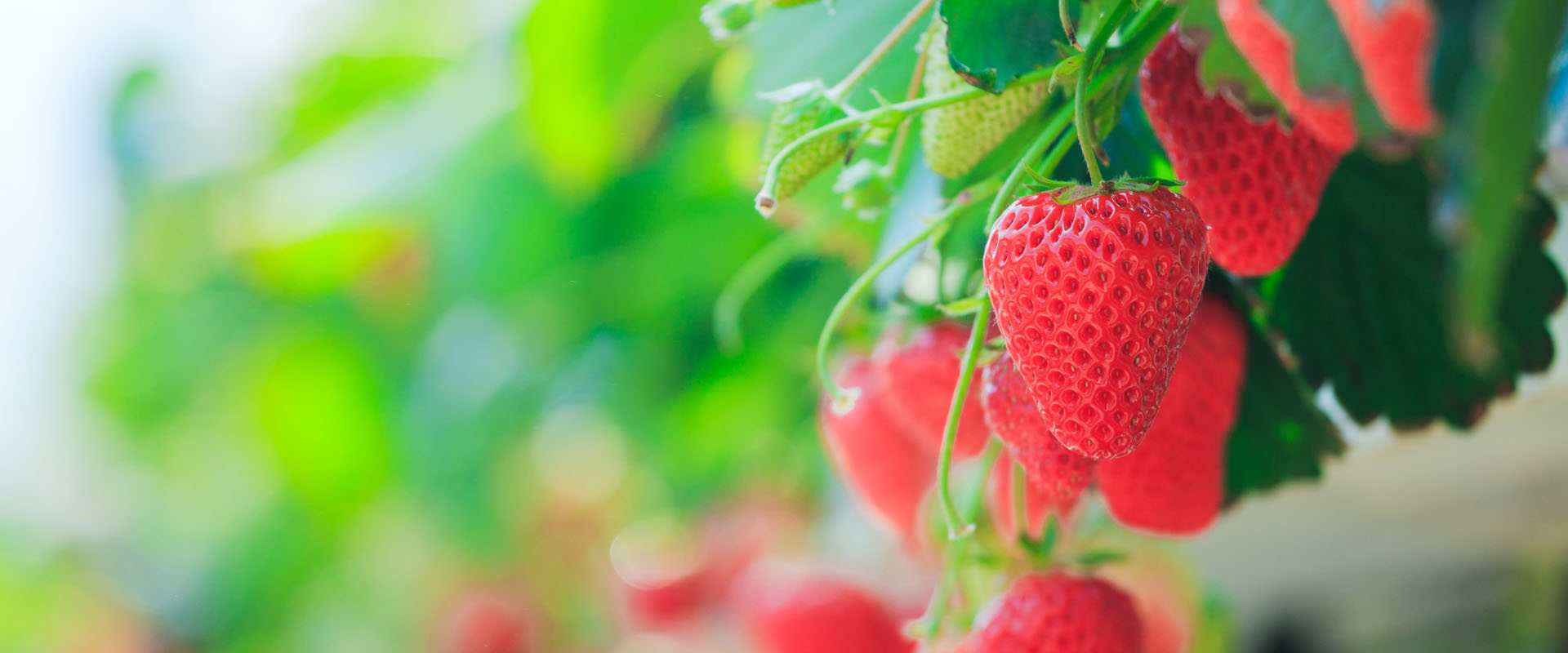 Eustis, FL Amber Brooke Farms (formerly Atwood Family Farms)