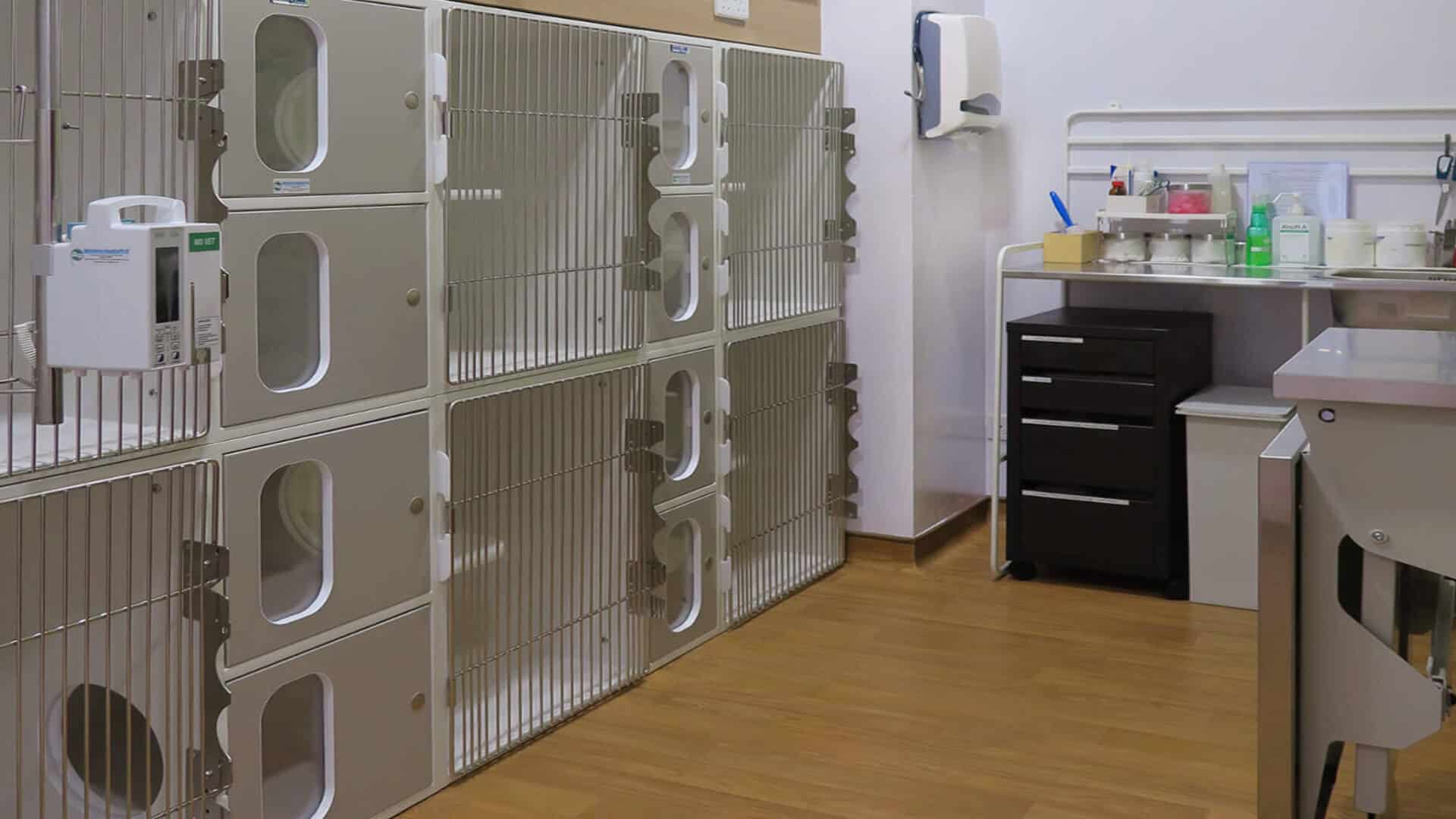 Vet Clinic for Cat Cat Feline Specialist Singapore (East) Amber Cat Vet