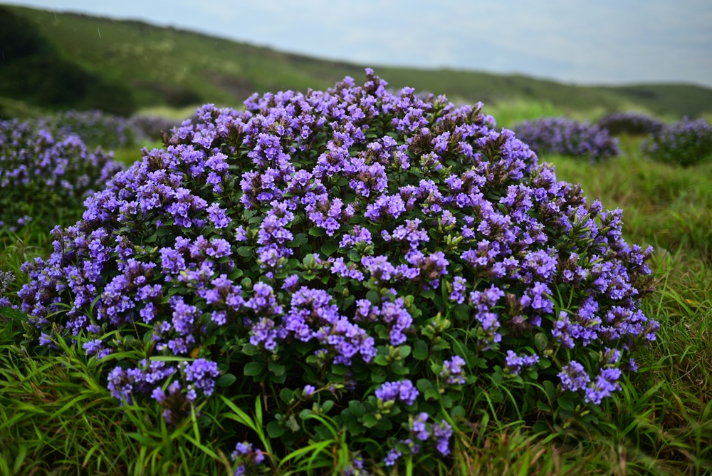 What Makes Neelakurinji Flower Bloom A True Spectacle In Munnar