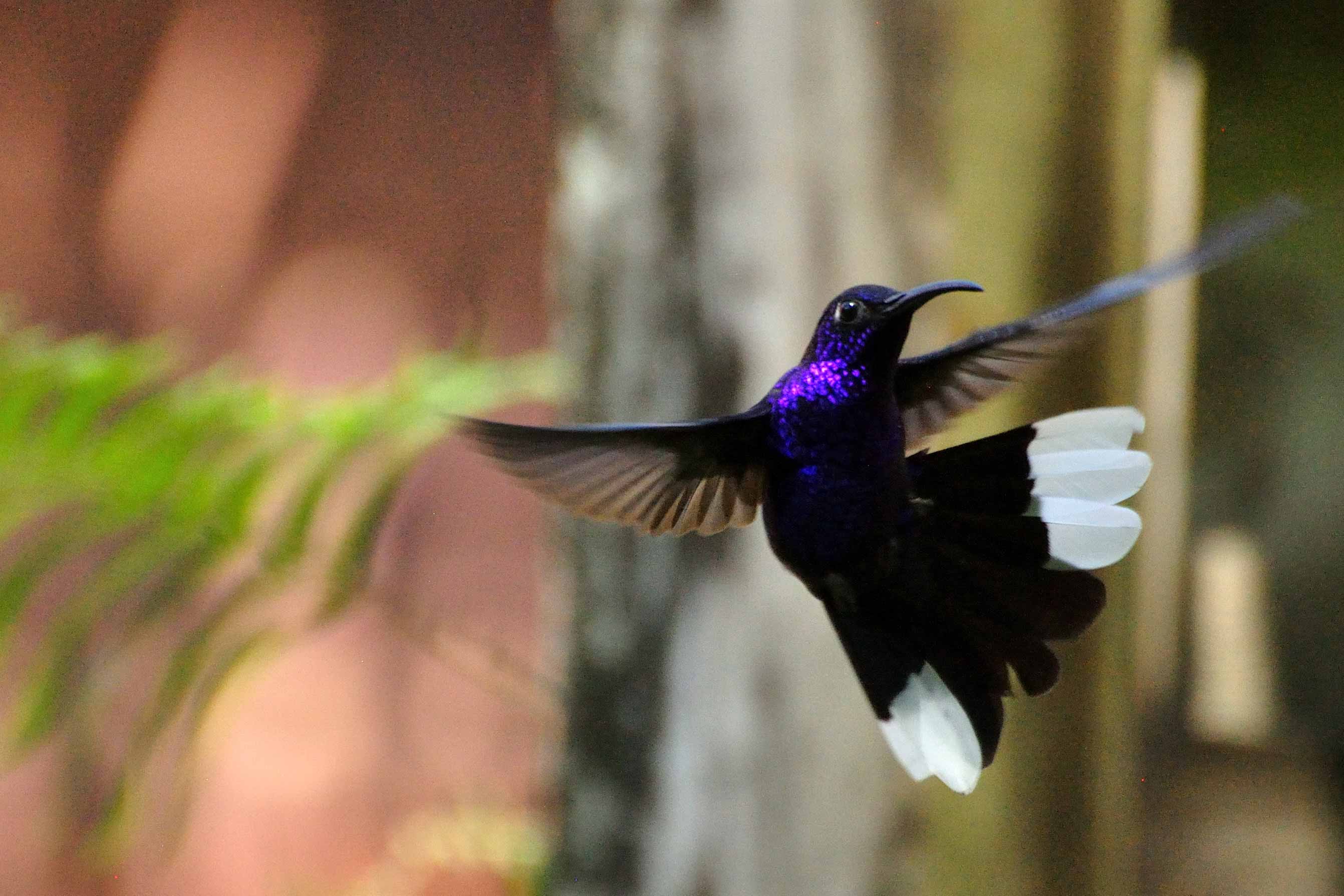 Photographs of Belizean Wildlife, Belize Animals, Caribbean Critters