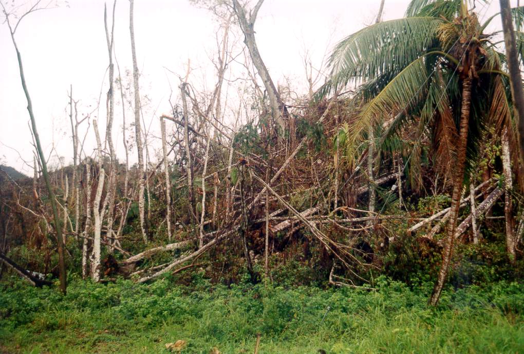 Photographs of Toledo area after Hurricane Iris Big Falls, Medina Bank