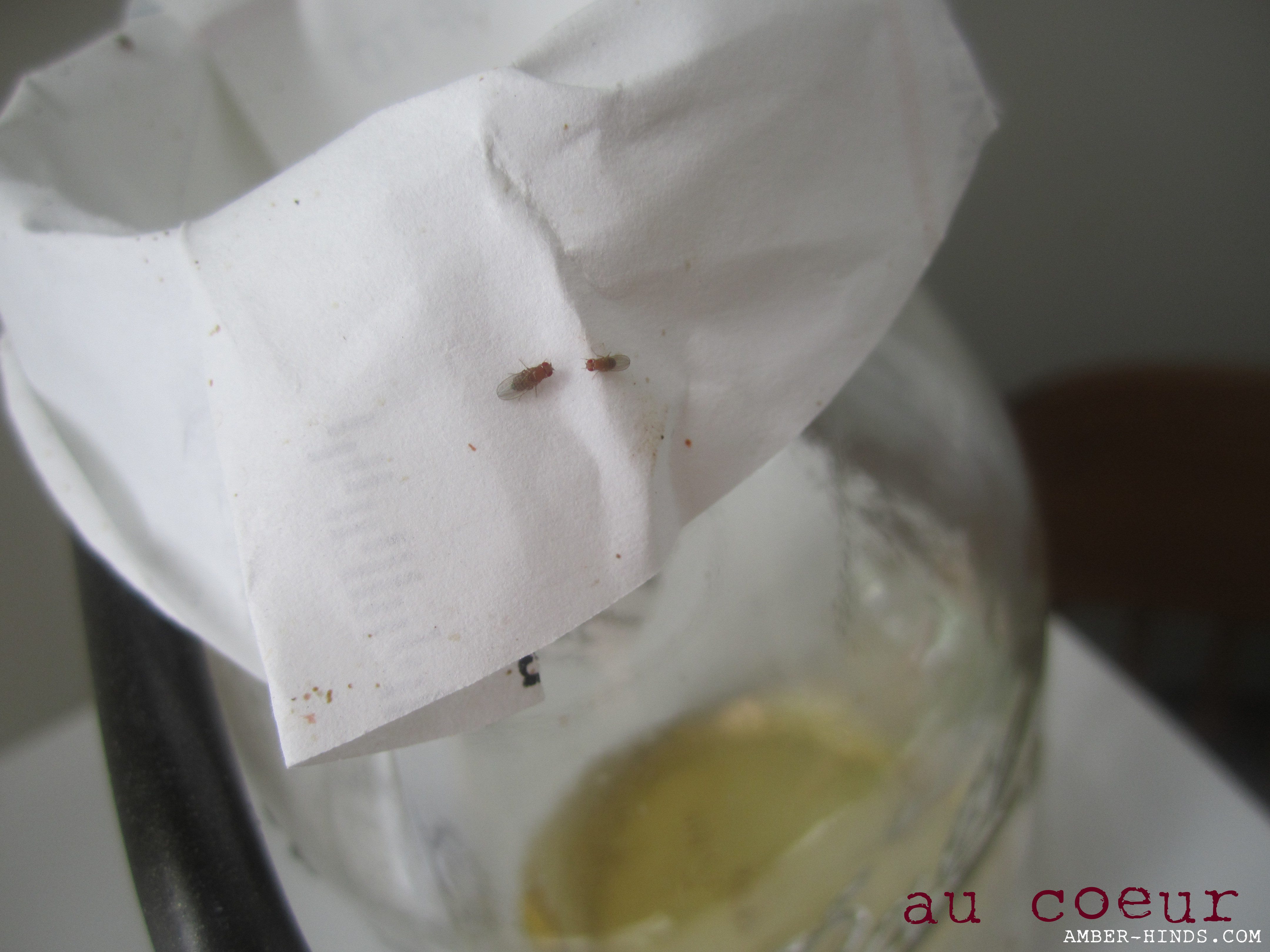 Catching Flies With Vinegar Amber Hinds