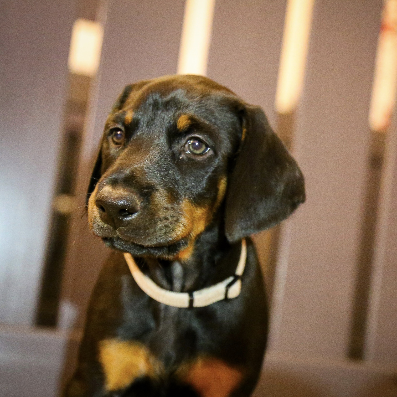 Ambersky Dobermanns Dobermann Puppies in Scotland
