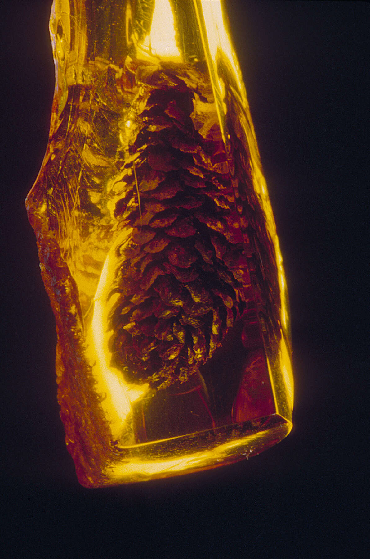 What Is Amber? Ancient Carved Ambers in the J. Paul Getty Museum