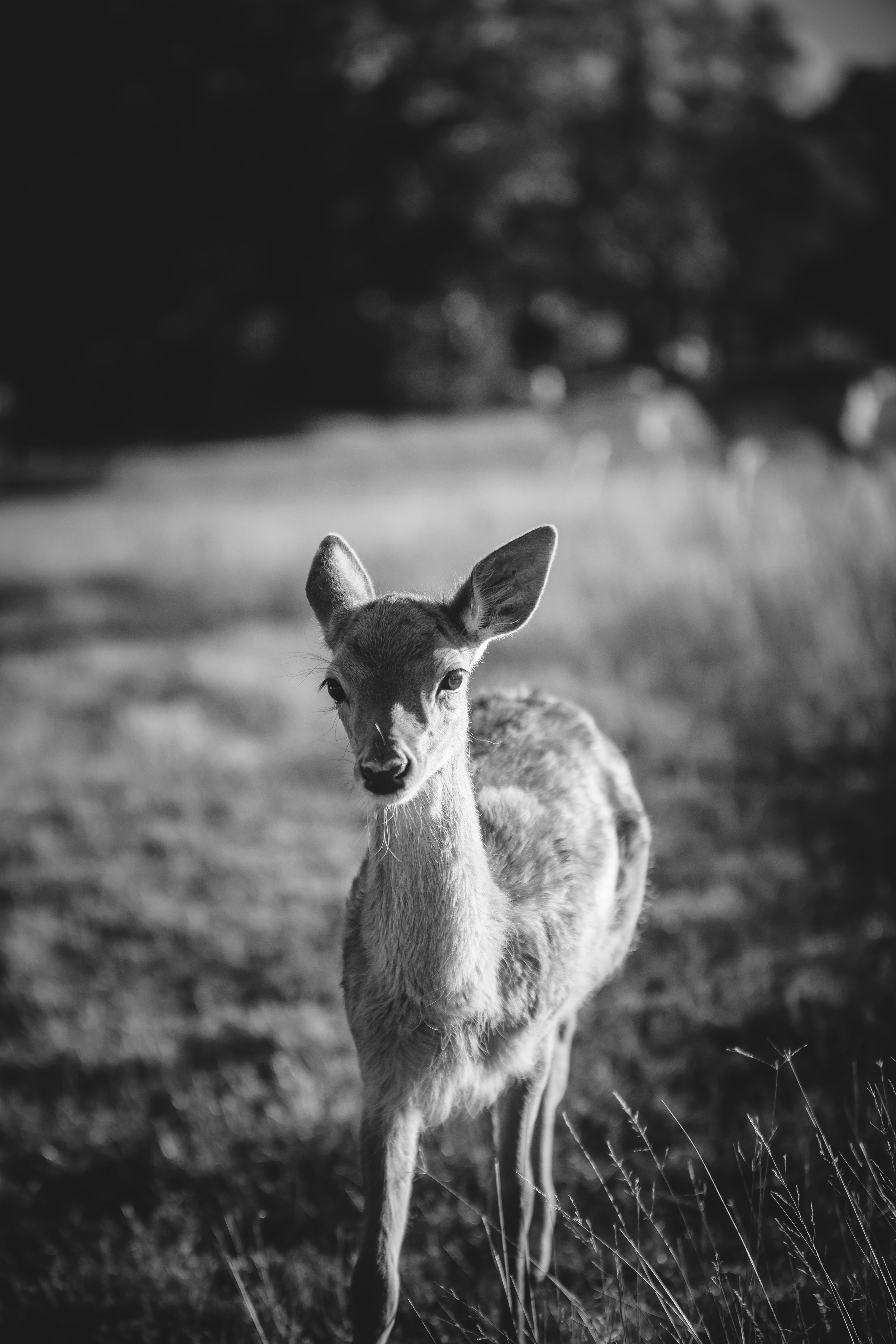 Gum Gully Farm Wedding Amber Williams Photography