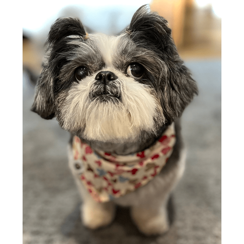 AM Boarding Kennels Dog Kennels based in Dromore, Co.Down, Northern Ireland