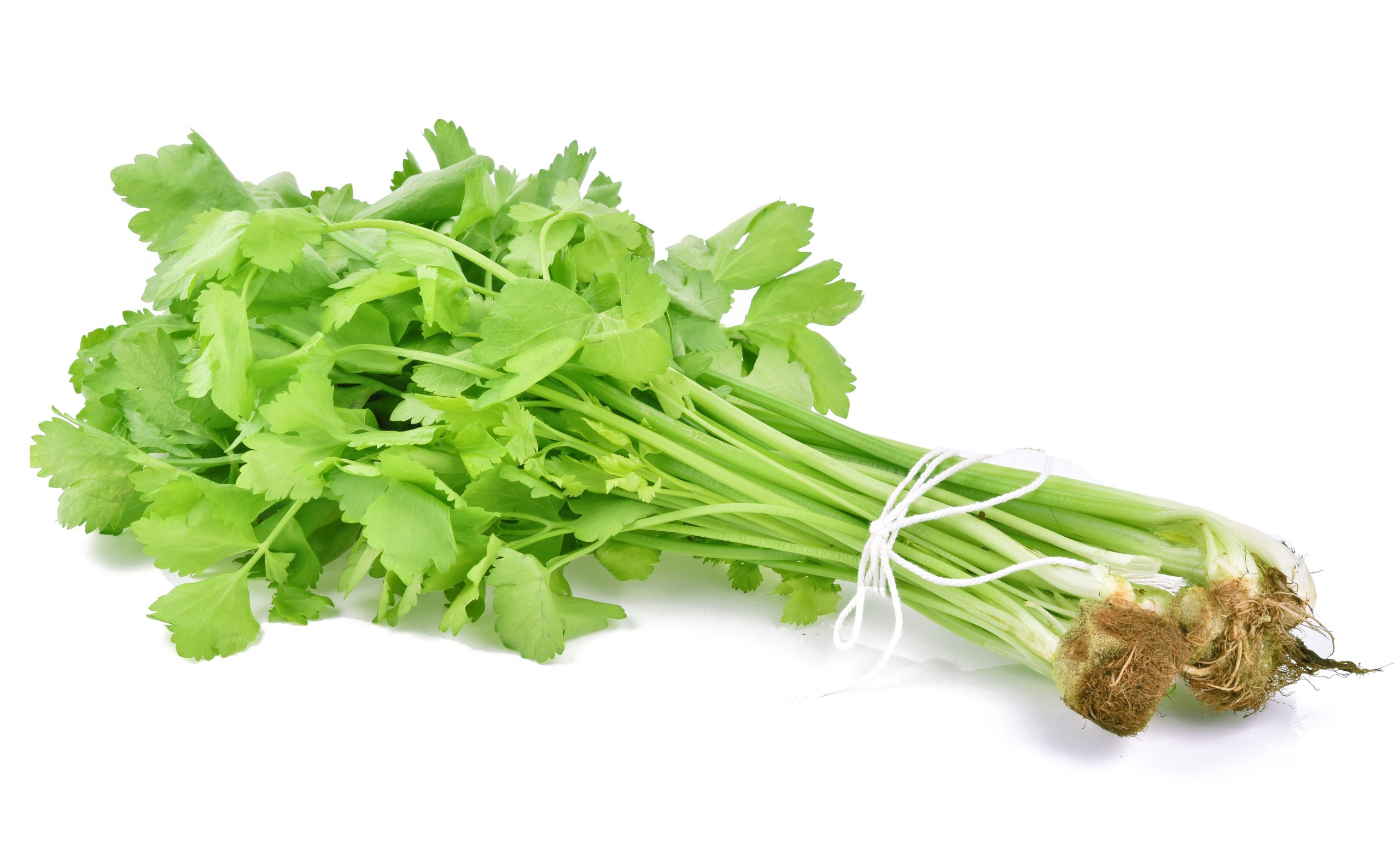 CELERY CHINESE J Ambrogi Foods