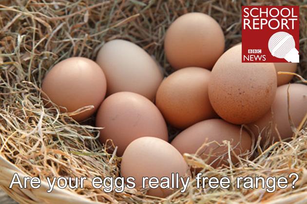 Are your eggs really free range? St Ambrose Barlow BBC School Report