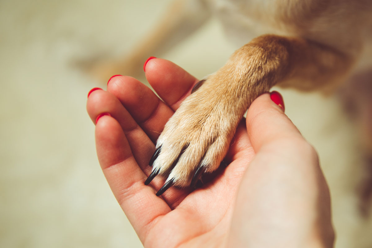 Boarding Vet in Eustis Animal Medical Center