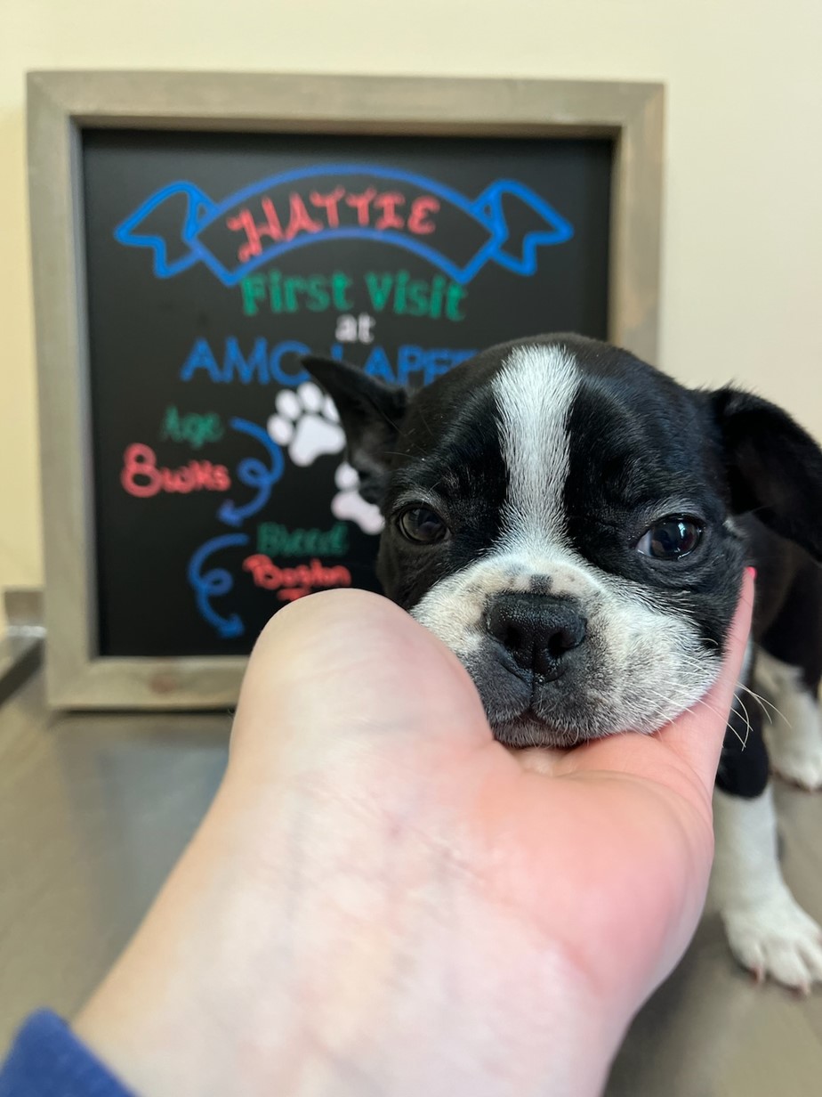 Lapeer, Michigan Pet Photo Gallery Animal Medical Center of Lapeer