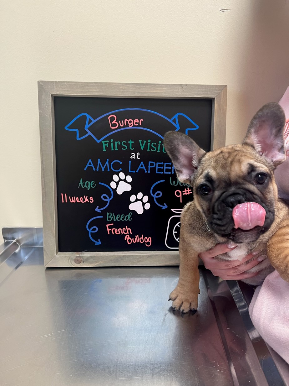 Lapeer, Michigan Pet Photo Gallery Animal Medical Center of Lapeer