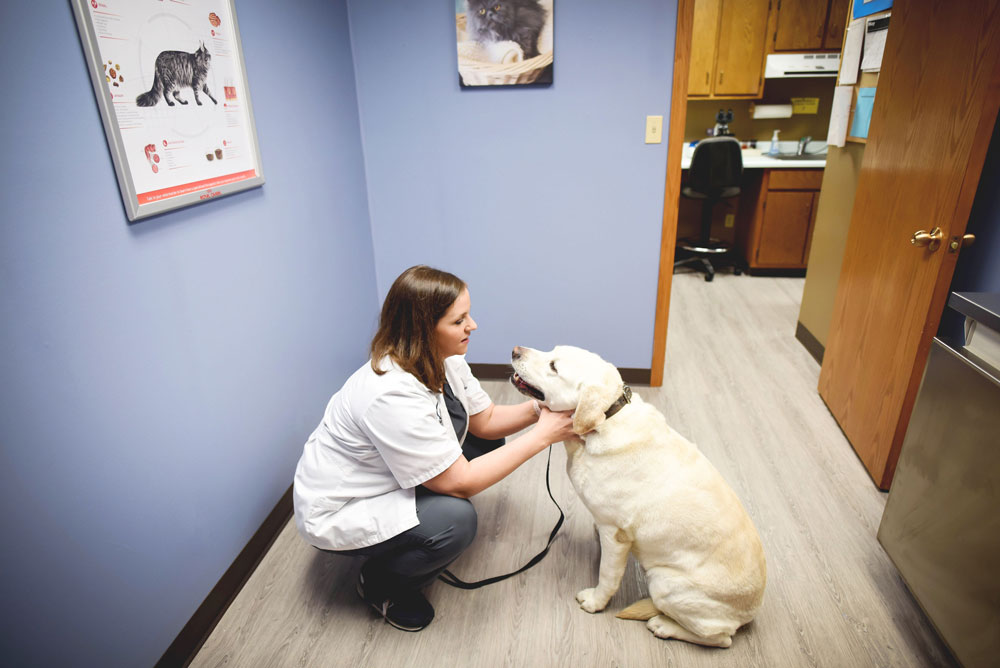 Hospital Tour of the Animal Medical Center of Litchfield Litchfield, IL