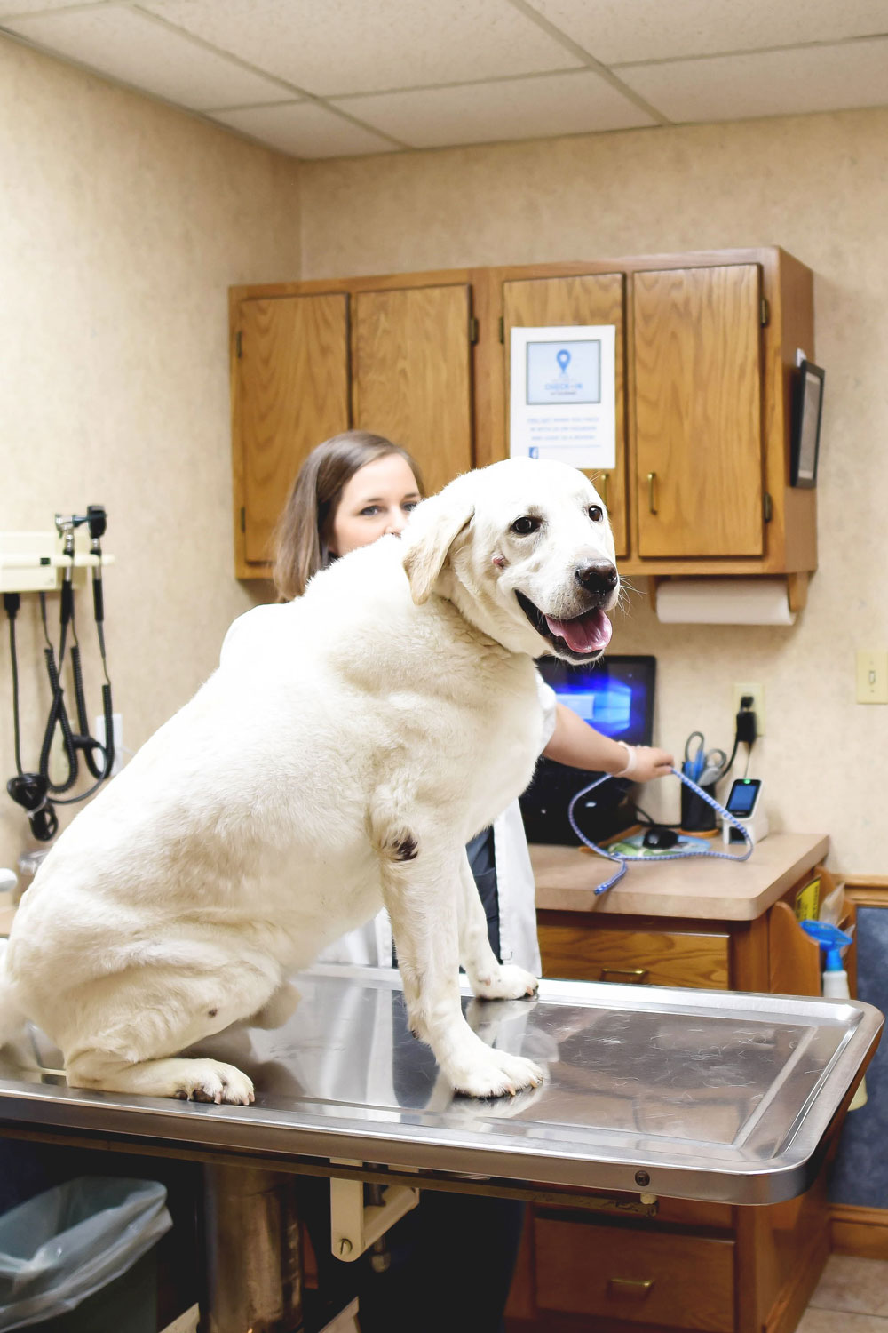 Hospital Tour of the Animal Medical Center of Litchfield Litchfield, IL