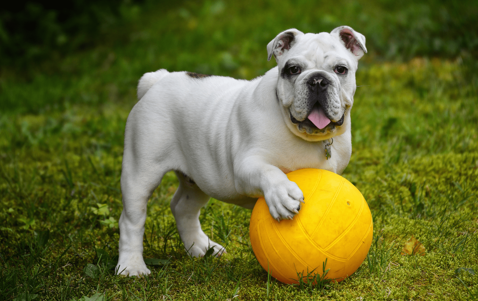 About Animal Medical Center of Saline Vet in Saline, MI