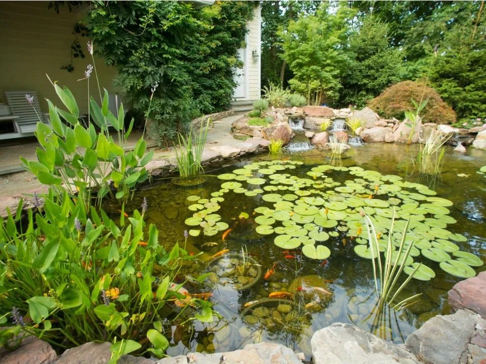 How To Build A Koi Pond Step By Step The Best Way