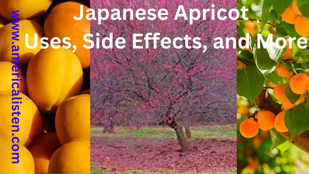 Apricot! (japanese) Astonishing Secrets
