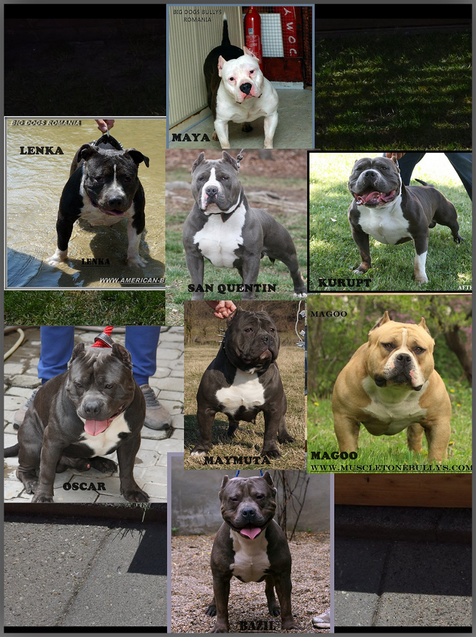 Puppies for sale AmericanBully.ro Bully Romania big dogs caini