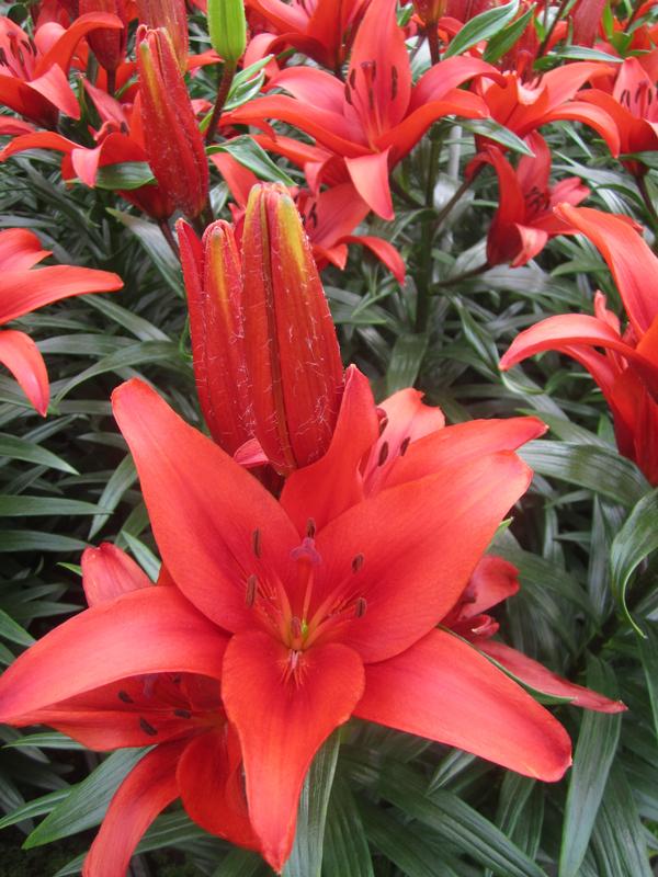 Asiatic Lily Lily Asiatic (Lilium) Blushing Joy Scarlet from American