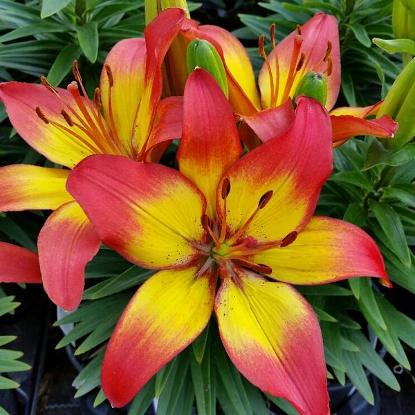 Asiatic Lily Lily Asiatic (Lilium) Sunset Joy Orange Yellow from American Farms