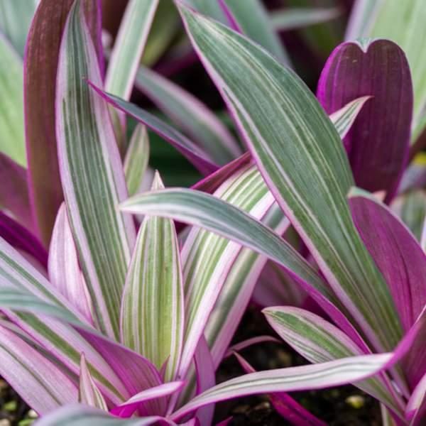 Oyster Plant Rhoeo Compacta Tricolor from American Farms