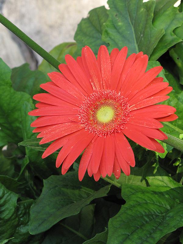 Gerbera Daisy Gerbera Daisy Jaguar Deep Orange from American Farms