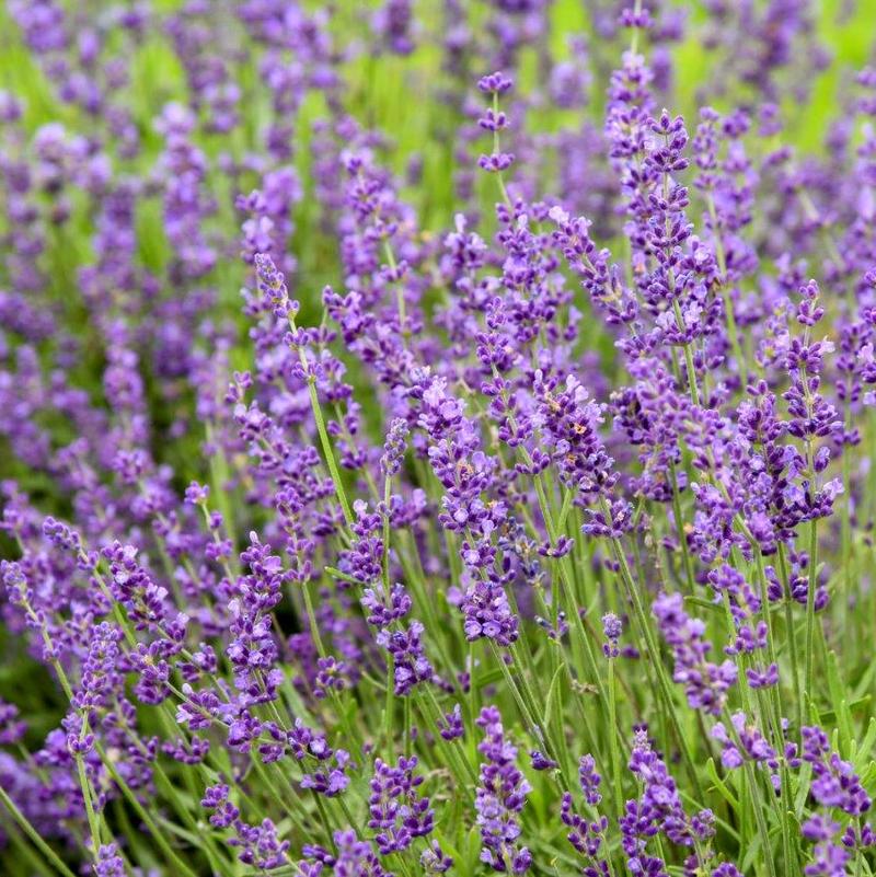 Lavandula Lavandula LaDiva Imperial from American Farms