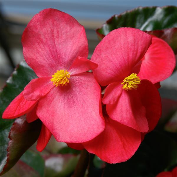Begonia Viking Begonia Viking Explorer Rose from American Farms