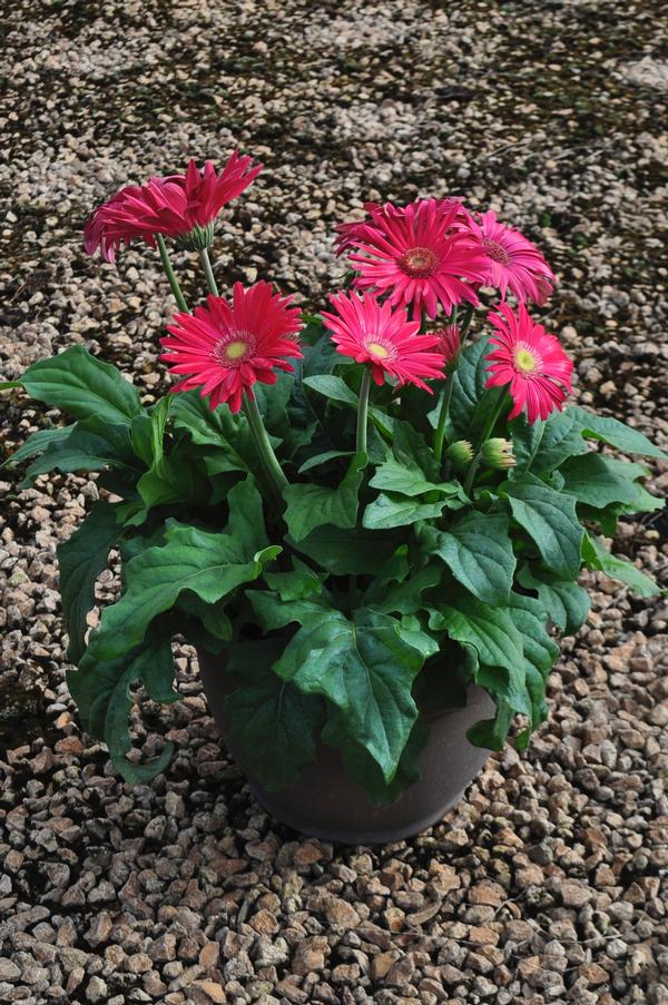 Gerbera Daisy Gerbera Jamesonii Jaguar Pink from American Farms