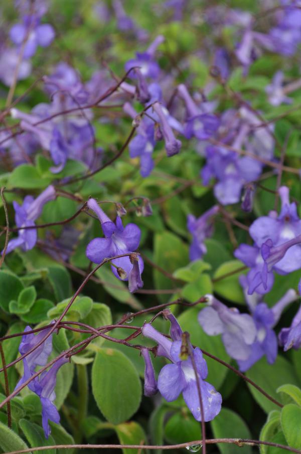Primrose Streptocarpella Hybrid Concord Blue from American Farms