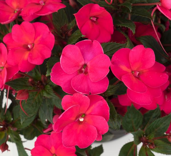 Sunstanding Impatiens Impatiens Sunstanding X Hawkeri Magenta (Neon