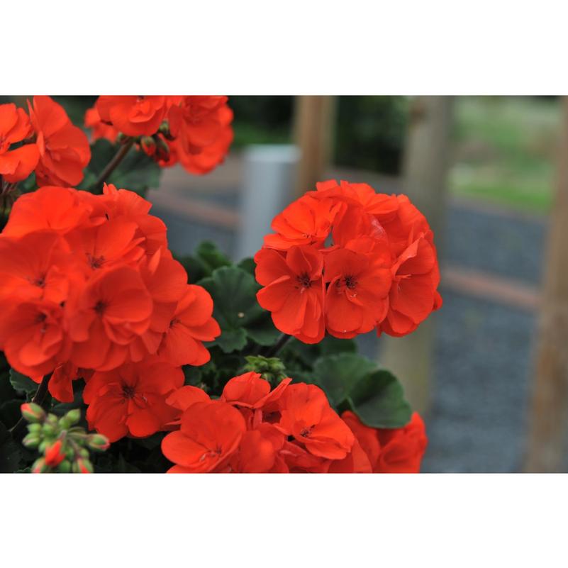 Geranium Geranium Savannah Oh So Orange from American Farms