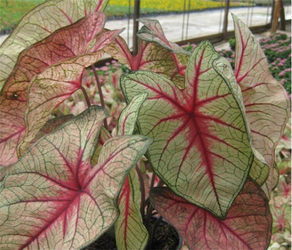 Caladium Caladium X Hortulanum White Queen from American Farms