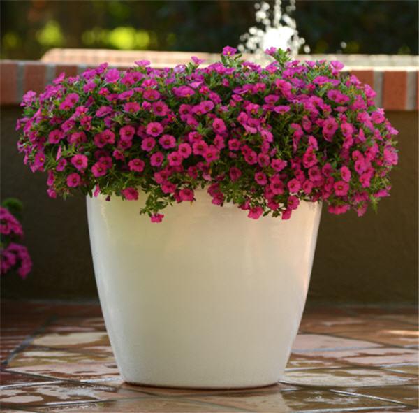 Million Bells Calibrachoa Kabloom Deep Pink from American Farms