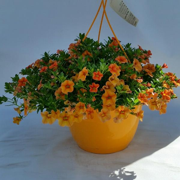 Calibrachoa Aloha Kona Mango from American Farms