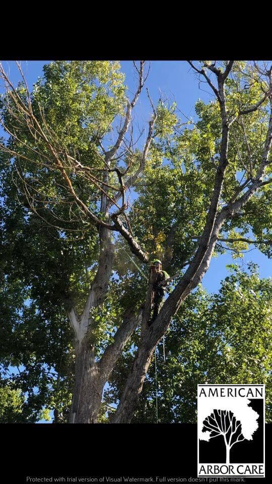 American Arbor Care Denver Tree Services & Lawn Care Experts