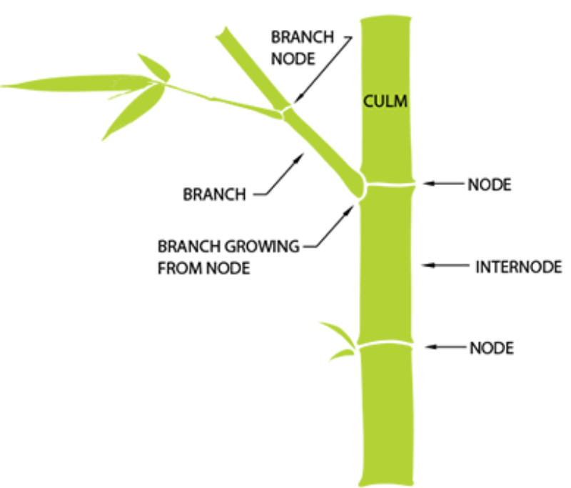 Bamboo Services American Bamboo Company